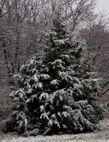 Snow Pine Tree
