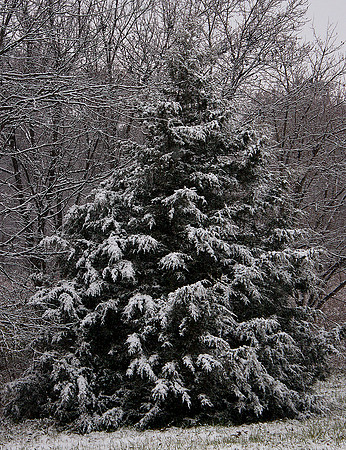 Snow Pine Tree